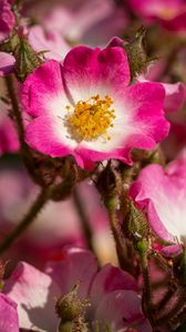 Preview wallpaper rosehip, flowers, buds, pink