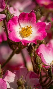 Preview wallpaper rosehip, flowers, buds, pink