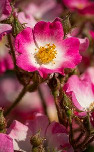 Preview wallpaper rosehip, flowers, buds, pink