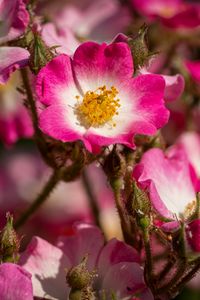 Preview wallpaper rosehip, flowers, buds, pink