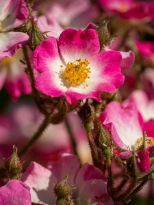 Preview wallpaper rosehip, flowers, buds, pink