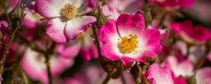 Preview wallpaper rosehip, flowers, buds, pink