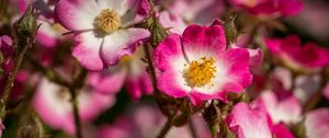 Preview wallpaper rosehip, flowers, buds, pink