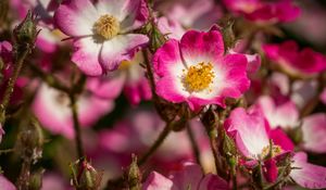 Preview wallpaper rosehip, flowers, buds, pink