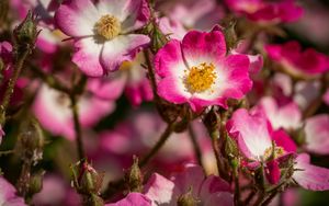 Preview wallpaper rosehip, flowers, buds, pink