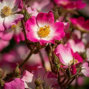 Preview wallpaper rosehip, flowers, buds, pink