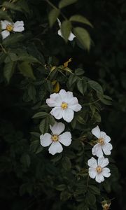 Preview wallpaper rosehip, flowers, flowering, bush