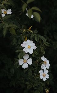 Preview wallpaper rosehip, flowers, flowering, bush