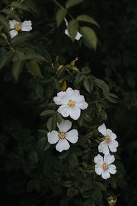 Preview wallpaper rosehip, flowers, flowering, bush