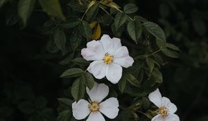 Preview wallpaper rosehip, flowers, flowering, bush