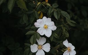 Preview wallpaper rosehip, flowers, flowering, bush