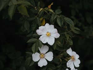 Preview wallpaper rosehip, flowers, flowering, bush