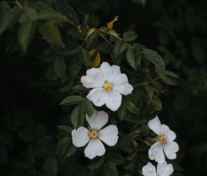 Preview wallpaper rosehip, flowers, flowering, bush