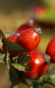 Preview wallpaper rosehip, fruits, berries, branch