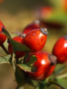 Preview wallpaper rosehip, fruits, berries, branch