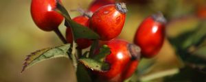 Preview wallpaper rosehip, fruits, berries, branch