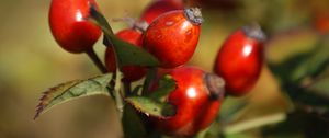 Preview wallpaper rosehip, fruits, berries, branch