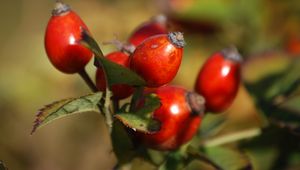 Preview wallpaper rosehip, fruits, berries, branch