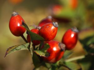 Preview wallpaper rosehip, fruits, berries, branch