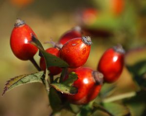 Preview wallpaper rosehip, fruits, berries, branch