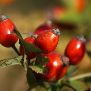 Preview wallpaper rosehip, fruits, berries, branch