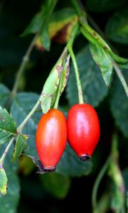 Preview wallpaper rosehip, fruits, berries, branches