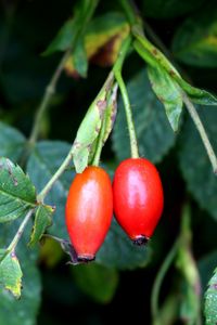 Preview wallpaper rosehip, fruits, berries, branches