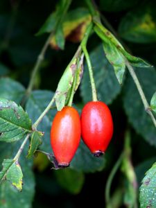 Preview wallpaper rosehip, fruits, berries, branches