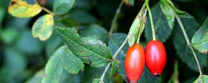 Preview wallpaper rosehip, fruits, berries, branches