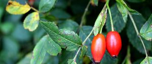 Preview wallpaper rosehip, fruits, berries, branches