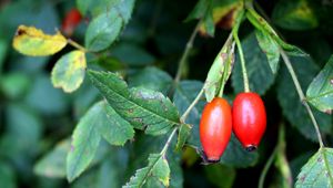 Preview wallpaper rosehip, fruits, berries, branches