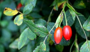 Preview wallpaper rosehip, fruits, berries, branches