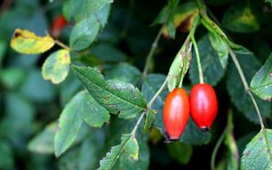 Preview wallpaper rosehip, fruits, berries, branches