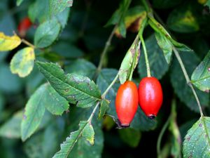 Preview wallpaper rosehip, fruits, berries, branches