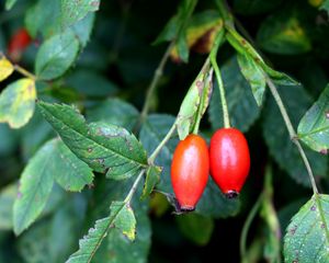 Preview wallpaper rosehip, fruits, berries, branches