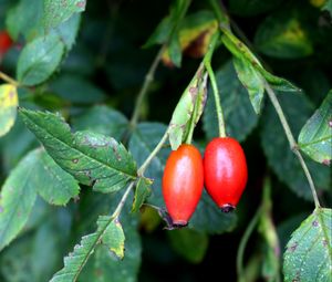 Preview wallpaper rosehip, fruits, berries, branches