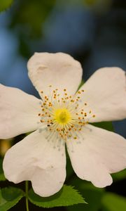 Preview wallpaper rosehip, leaves, flower, petals, macro, white