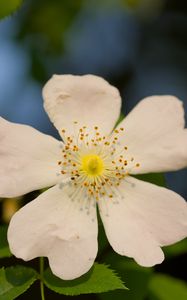 Preview wallpaper rosehip, leaves, flower, petals, macro, white