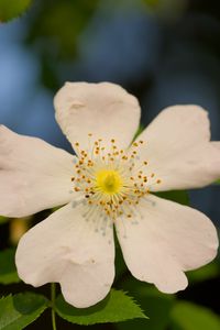 Preview wallpaper rosehip, leaves, flower, petals, macro, white