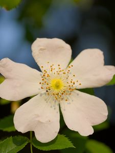 Preview wallpaper rosehip, leaves, flower, petals, macro, white