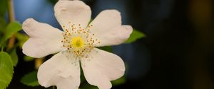 Preview wallpaper rosehip, leaves, flower, petals, macro, white