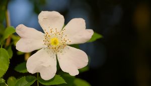 Preview wallpaper rosehip, leaves, flower, petals, macro, white