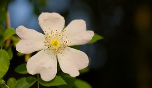 Preview wallpaper rosehip, leaves, flower, petals, macro, white