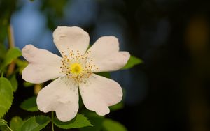 Preview wallpaper rosehip, leaves, flower, petals, macro, white