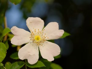 Preview wallpaper rosehip, leaves, flower, petals, macro, white