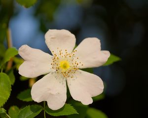 Preview wallpaper rosehip, leaves, flower, petals, macro, white