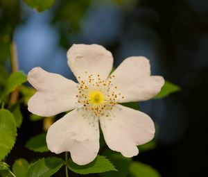 Preview wallpaper rosehip, leaves, flower, petals, macro, white