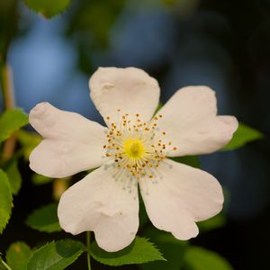 Preview wallpaper rosehip, leaves, flower, petals, macro, white