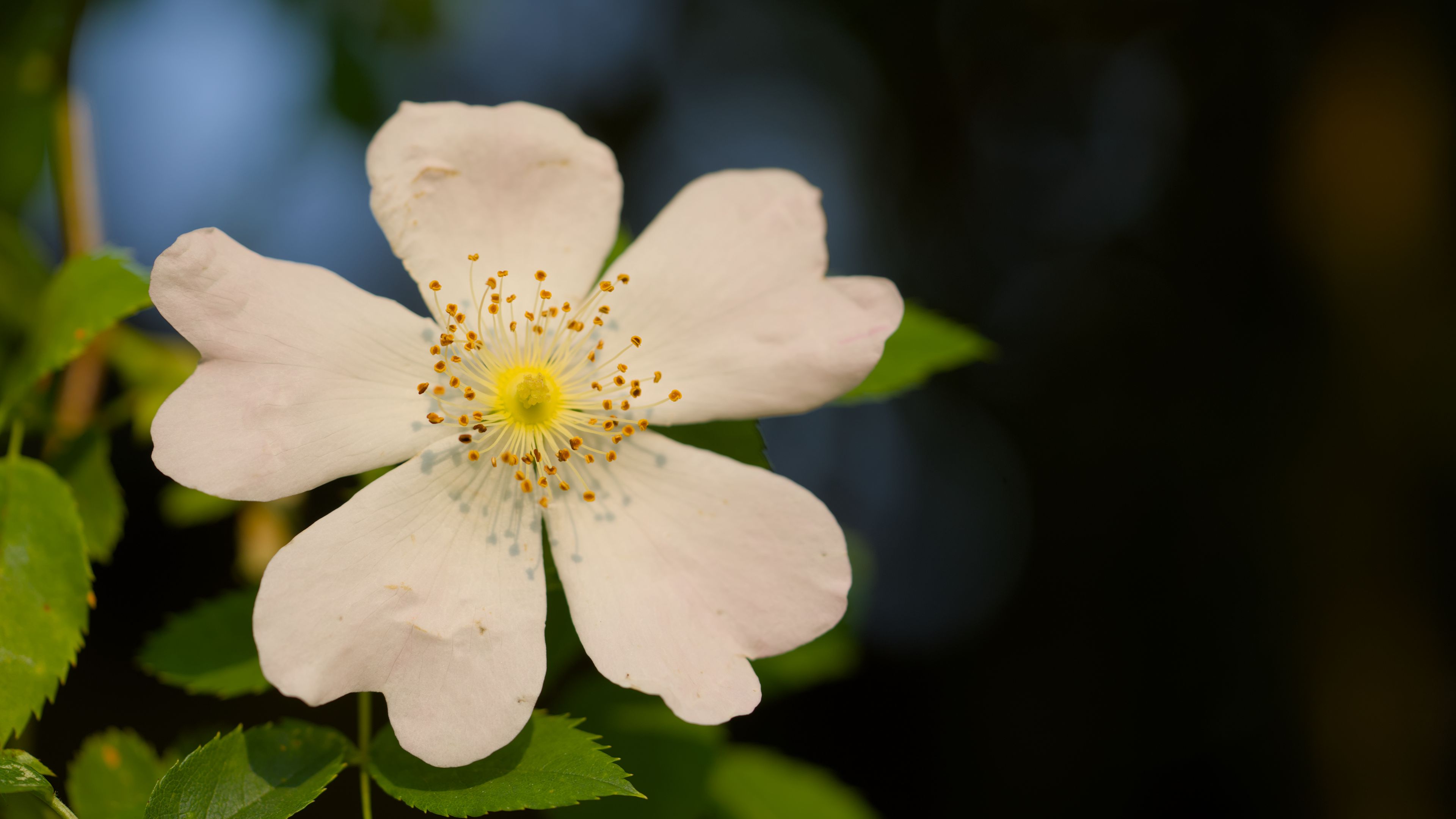 3840x2160 Wallpaper rosehip, leaves, flower, petals, macro, white