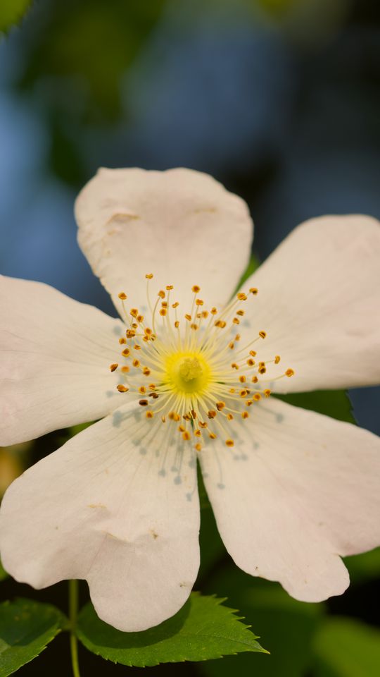 540x960 Wallpaper rosehip, leaves, flower, petals, macro, white